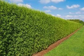 Hedge